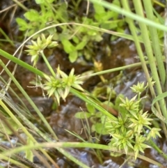 Juncus prismatocarpus at Mount Clear, ACT - 28 Jan 2022