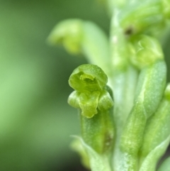 Microtis parviflora (Slender Onion Orchid) at Holder, ACT - 13 Nov 2022 by AJB