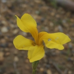 Goodenia pinnatifida (Scrambled Eggs) at Boorowa, NSW - 23 Oct 2022 by michaelb