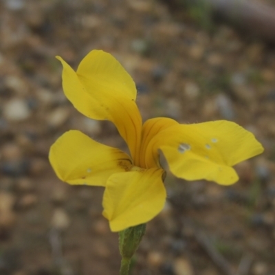 Goodenia pinnatifida (Scrambled Eggs) at Tarengo Reserve (Boorowa) - 23 Oct 2022 by michaelb