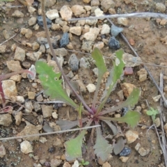 Goodenia pinnatifida at Boorowa, NSW - 23 Oct 2022 02:59 PM