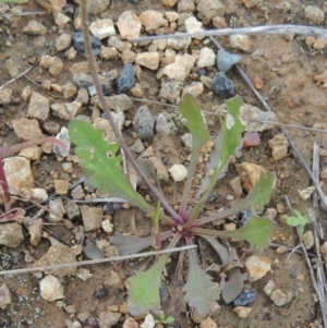 Goodenia pinnatifida at Boorowa, NSW - 23 Oct 2022