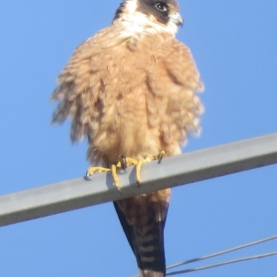 Falco longipennis (Australian Hobby) at Wagga Wagga, NSW - 19 Sep 2022 by RobParnell