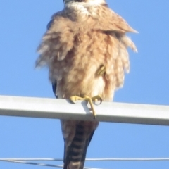 Falco longipennis at Wagga Wagga, NSW - 20 Sep 2022 07:16 AM