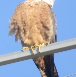Falco longipennis at Wagga Wagga, NSW - 20 Sep 2022