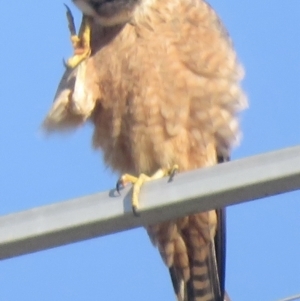 Falco longipennis at Wagga Wagga, NSW - 20 Sep 2022 07:16 AM