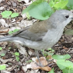 Colluricincla harmonica (Grey Shrikethrush) at Turvey Park, NSW - 24 Oct 2022 by RobParnell