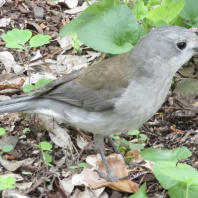 Colluricincla harmonica (Grey Shrikethrush) at Turvey Park, NSW - 24 Oct 2022 by RobParnell