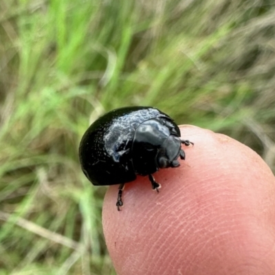 Paropsisterna sp. (genus) (A leaf beetle) at Namadgi National Park - 12 Nov 2022 by KMcCue