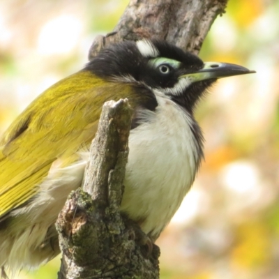 Entomyzon cyanotis (Blue-faced Honeyeater) at Wagga Wagga, NSW - 11 Jul 2022 by RobParnell