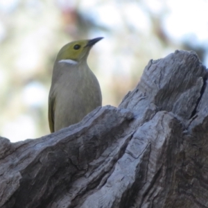 Ptilotula penicillata (White-plumed Honeyeater) at Alfredtown, NSW by RobParnell