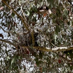 Manorina melanocephala (Noisy Miner) at Aranda, ACT - 9 Nov 2022 by KMcCue