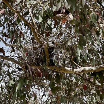 Manorina melanocephala (Noisy Miner) at Aranda, ACT - 9 Nov 2022 by KMcCue