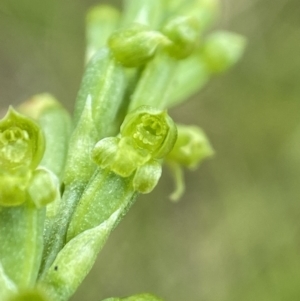 Microtis parviflora at Bungonia, NSW - 11 Nov 2022
