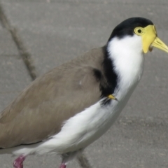 Vanellus miles (Masked Lapwing) at Wagga Wagga, NSW - 7 Jun 2021 by RobParnell