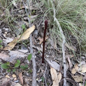 Dipodium sp. at Bungonia, NSW - suppressed