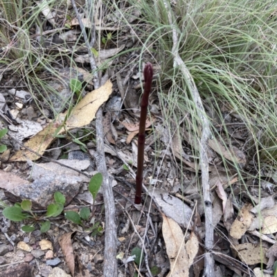 Dipodium sp. (A Hyacinth Orchid) at Bungonia National Park - 11 Nov 2022 by AJB