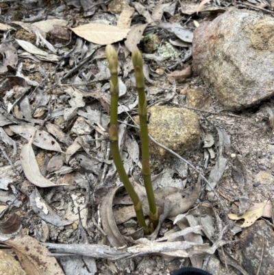 Dipodium sp. (A Hyacinth Orchid) at Bungonia, NSW - 11 Nov 2022 by AJB