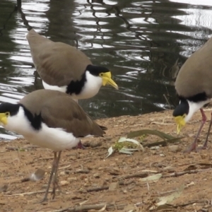 Vanellus miles (Masked Lapwing) at Wagga Wagga, NSW by RobParnell