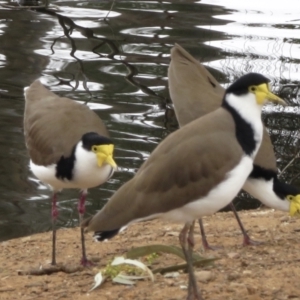 Vanellus miles at Wagga Wagga, NSW - 6 Jun 2021 11:26 AM