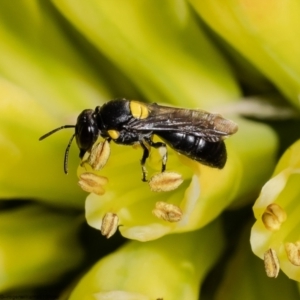 Amphylaeus (Agogenohylaeus) nubilosellus at Macgregor, ACT - 9 Nov 2022