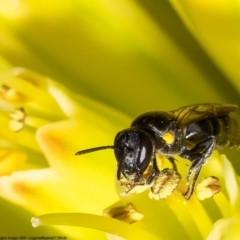Amphylaeus (Agogenohylaeus) nubilosellus at suppressed - 9 Nov 2022