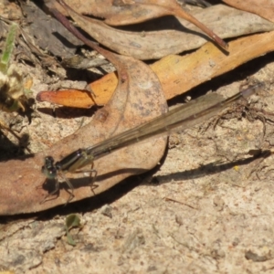 Ischnura heterosticta at Belconnen, ACT - 10 Nov 2022