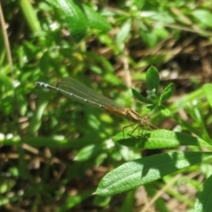 Xanthagrion erythroneurum (Red & Blue Damsel) at Lake Ginninderra - 10 Nov 2022 by Christine