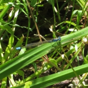 Ischnura heterosticta at Belconnen, ACT - 10 Nov 2022 11:23 AM