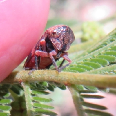 Eurymeloides adspersa (Gumtree hopper) at Belconnen, ACT - 10 Nov 2022 by Christine