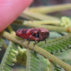 Eurymeloides adspersa at Belconnen, ACT - 10 Nov 2022