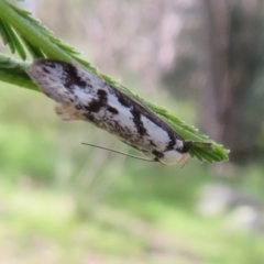 Eusemocosma pruinosa (Philobota Group Concealer Moth) at Molonglo Valley, ACT - 10 Nov 2022 by Christine