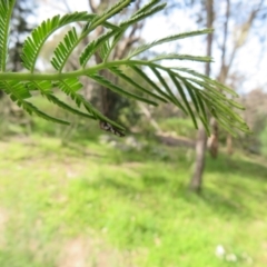 Eusemocosma pruinosa at Molonglo Valley, ACT - 10 Nov 2022