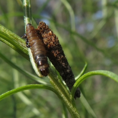 Lepidoscia (genus) IMMATURE (Unidentified Cone Case Moth larva, pupa, or case) at Molonglo Valley, ACT - 10 Nov 2022 by Christine