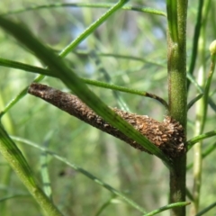 Lepidoscia (genus) IMMATURE at Molonglo Valley, ACT - 10 Nov 2022