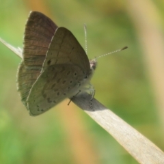 Erina hyacinthina (Varied Dusky-blue) at Black Mountain - 10 Nov 2022 by Christine