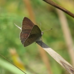 Erina hyacinthina at Molonglo Valley, ACT - 10 Nov 2022