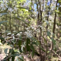 Olearia lirata (Snowy Daisybush) at Paddys River, ACT - 10 Nov 2022 by Pirom