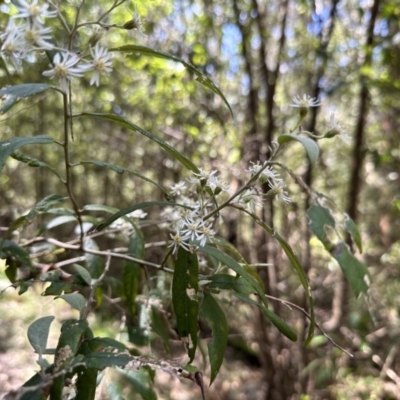 Olearia lirata (Snowy Daisybush) at Tidbinbilla Nature Reserve - 10 Nov 2022 by Pirom