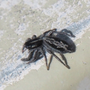 Ocrisiona leucocomis at Molonglo Valley, ACT - 10 Nov 2022 04:30 PM