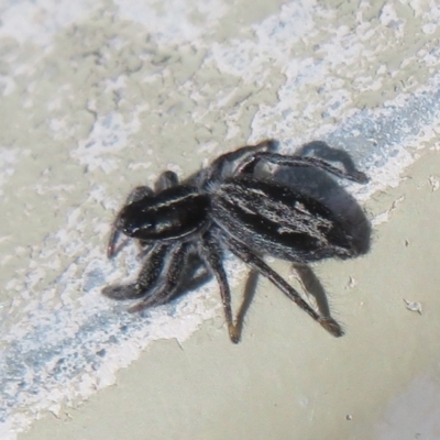 Ocrisiona leucocomis (White-flecked Crevice-dweller) at Molonglo Valley, ACT - 10 Nov 2022 by Christine