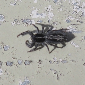 Ocrisiona leucocomis at Molonglo Valley, ACT - 10 Nov 2022 04:30 PM