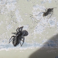 Ocrisiona leucocomis at Molonglo Valley, ACT - 10 Nov 2022