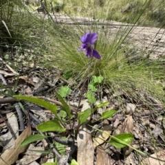 Viola betonicifolia (Mountain Violet) at Paddys River, ACT - 10 Nov 2022 by Pirom
