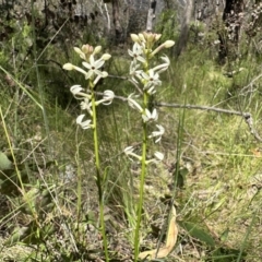 Stackhousia monogyna (Creamy Candles) at Paddys River, ACT - 10 Nov 2022 by Pirom