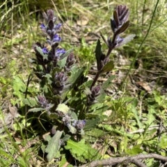 Ajuga australis (Austral Bugle) at Paddys River, ACT - 10 Nov 2022 by Pirom