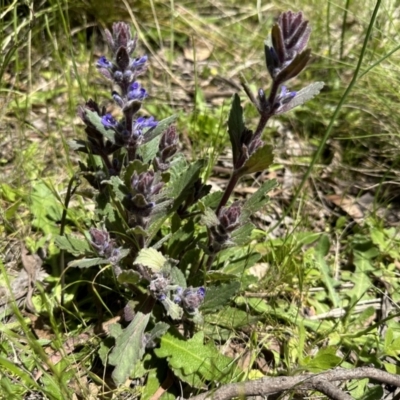 Ajuga australis (Austral Bugle) at Tidbinbilla Nature Reserve - 10 Nov 2022 by Pirom