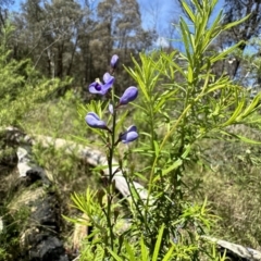 Comesperma volubile (Love Creeper) at Paddys River, ACT - 10 Nov 2022 by Pirom