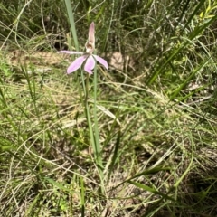 Caladenia carnea (Pink Fingers) at Paddys River, ACT - 10 Nov 2022 by Pirom