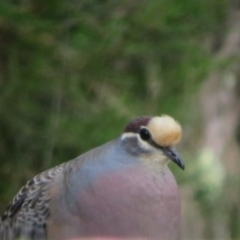 Phaps chalcoptera (Common Bronzewing) at Molonglo Valley, ACT - 10 Nov 2022 by Christine